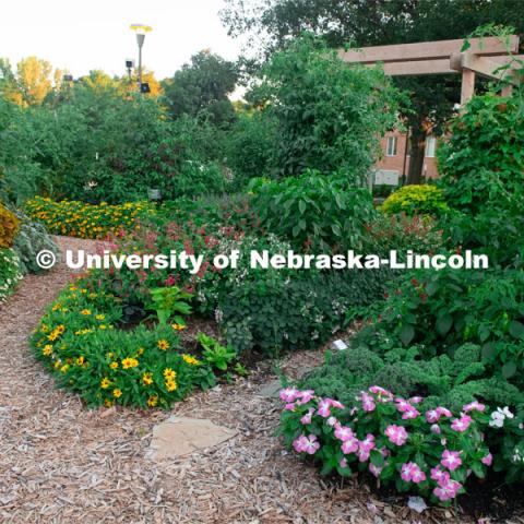 Backyard Farmer garden on UNL’s East Campus. August 7, 2019. Photo by Gregory Nathan / University Communication.